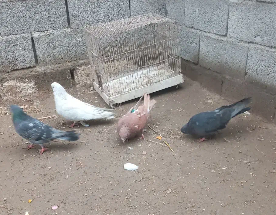 کبوتر سرور|پرنده|اردبیل, |دیوار