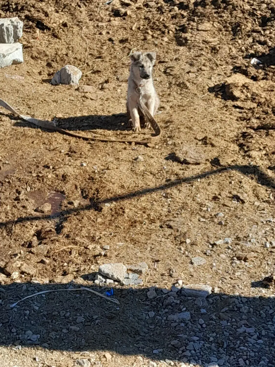 فروش یک عدد سگ ماده|سگ|زید آباد, |دیوار