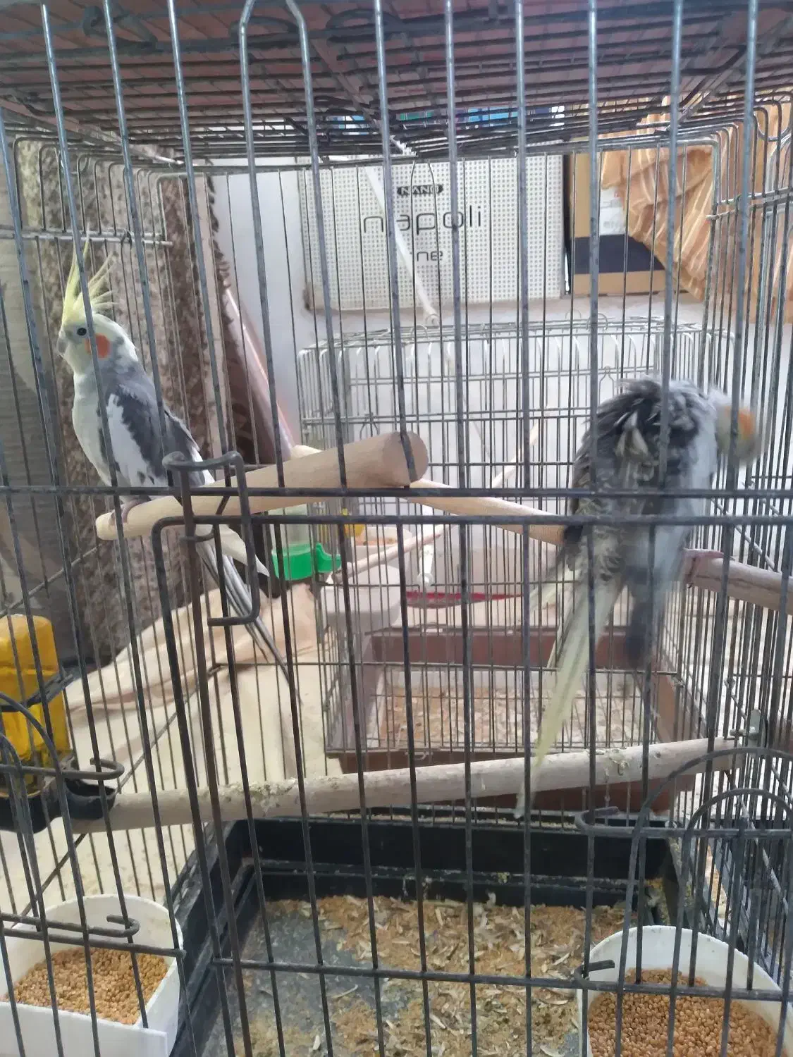 عروس طوطی|پرنده|محمدشهر, همایون ویلا|دیوار