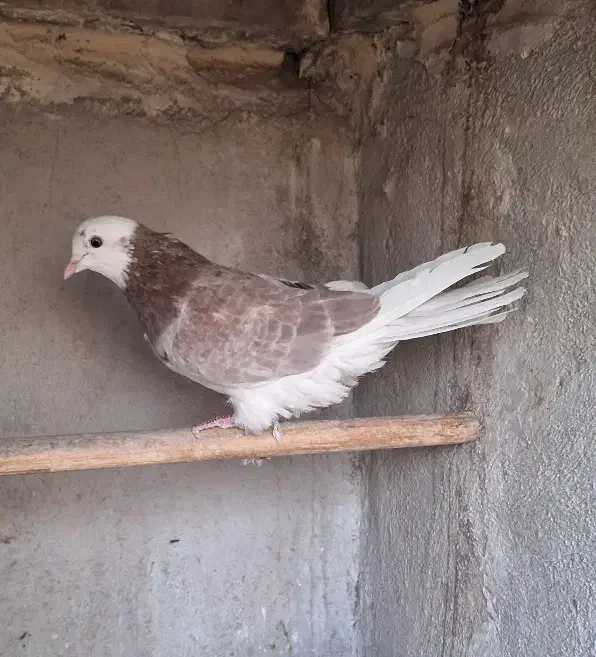 کبوتر|پرنده|تهران, کرمان|دیوار