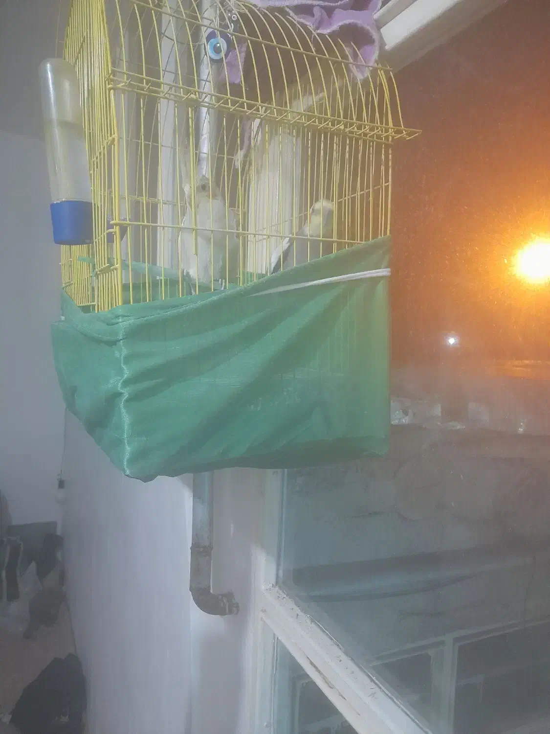 عروس هلندی|پرنده|خلخال, |دیوار