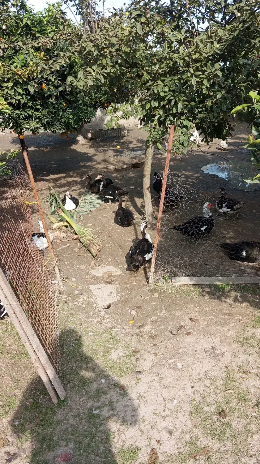 فروش اردک روسی|حیوانات مزرعه|چمستان, |دیوار