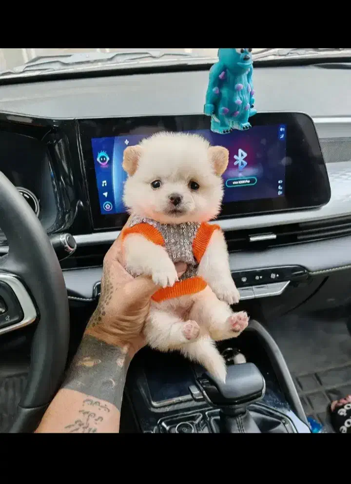 توله سگ ی وجبی شیتزو و پامر پشمکی فانتزی فقط 2500|سگ|قزوین, |دیوار