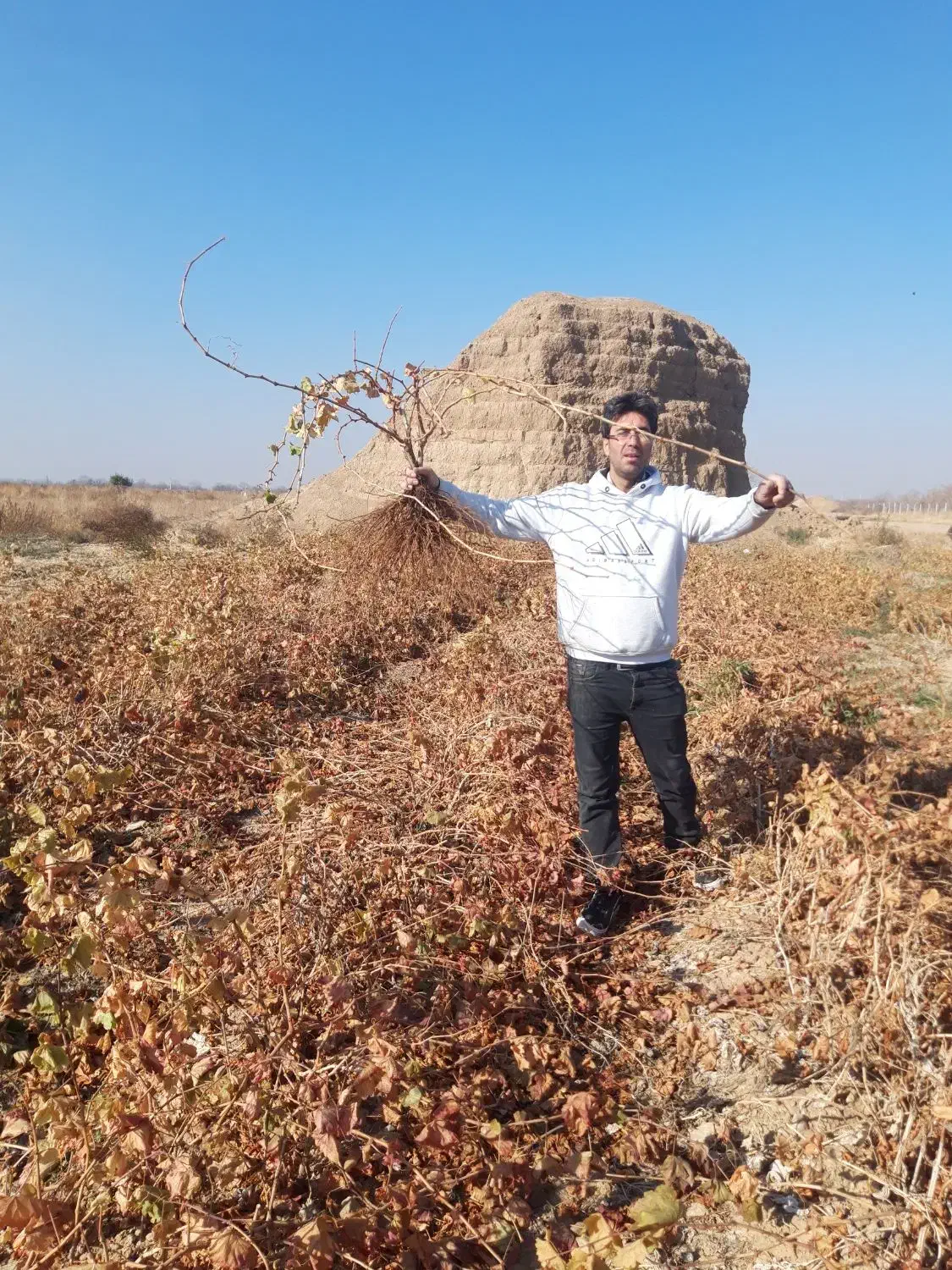 نهال انگور تضمینی با ضمانت کتبی|حراج|خرمدشت, |دیوار