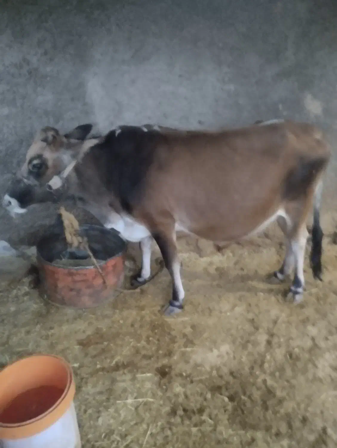 گاو 7ماه حامله|حیوانات مزرعه|اندیکا, |دیوار