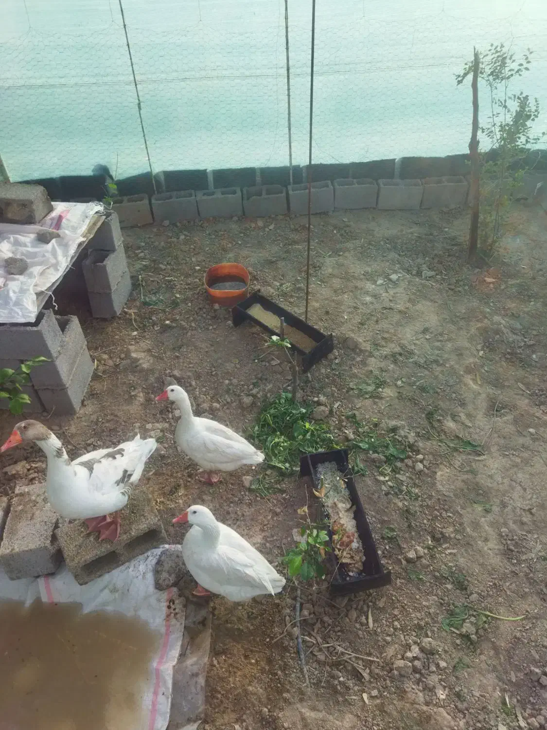 غاز|حیوانات مزرعه|دهلران, |دیوار