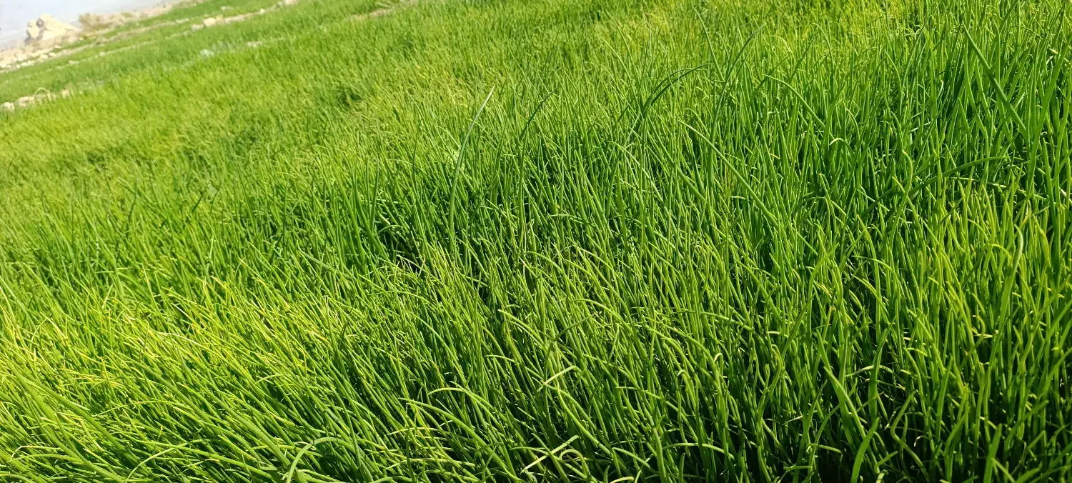 فروش نهال پیاز مینروا|گل و گیاه طبیعی|جیرفت, |دیوار