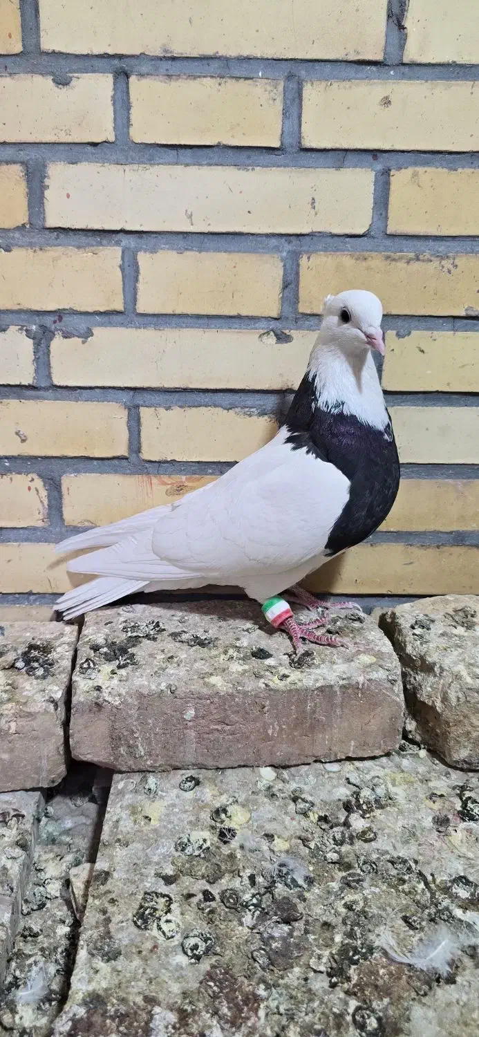 طوقی|پرنده|میبد, |دیوار