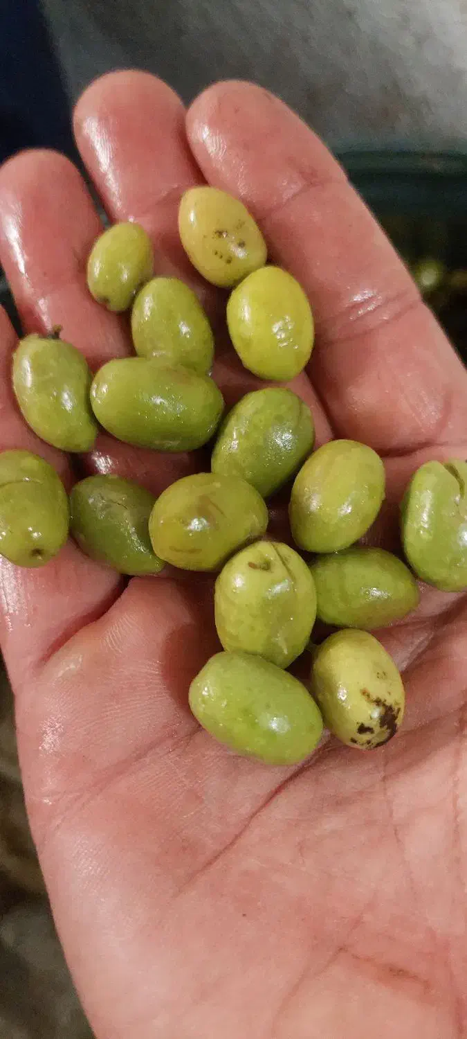 زیتون محلی|خوردنی و آشامیدنی|رشت, باهنر|دیوار