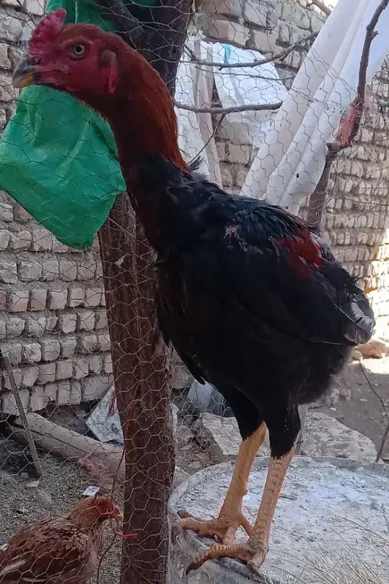 مرغ و خروس لاری|حیوانات مزرعه|شاهنجرین, |دیوار