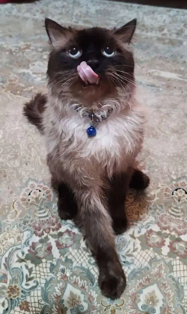 گربه خانگی|گربه|ارومیه, |دیوار