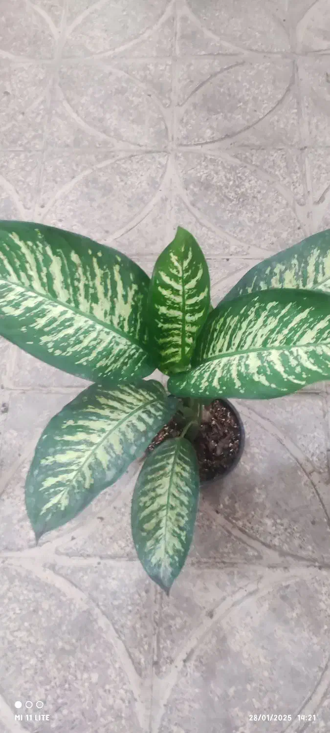 بامبو .گل و گیاه طبیعی|گل و گیاه طبیعی|ورامین, ورامین|دیوار