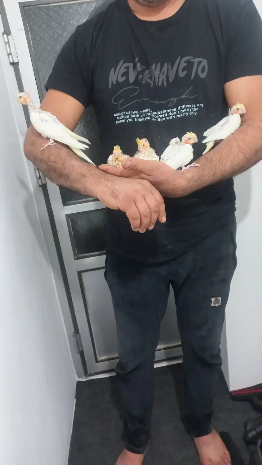 جوجه عروس هلندی دونخور یکجا و تکی|پرنده|آستارا, |دیوار