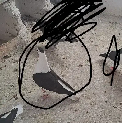 گم شده|حیوانات|بجنورد, |دیوار