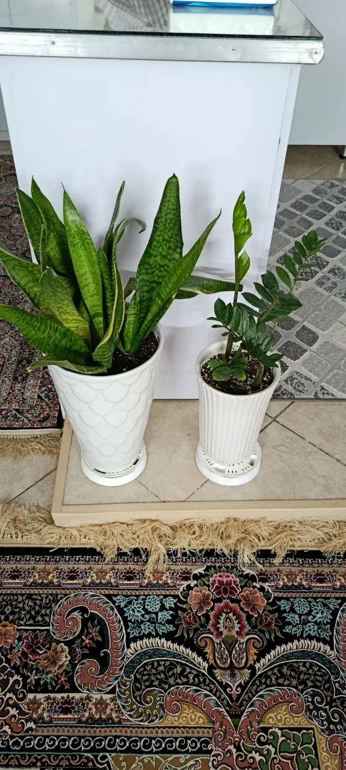 گلدان|گل و گیاه طبیعی|مشهد, مشکینی (شهرک غرب)|دیوار