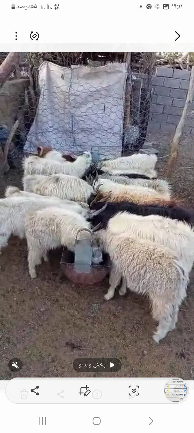 فروش کهره چاق درجه یک|حیوانات مزرعه|سیرجان, |دیوار