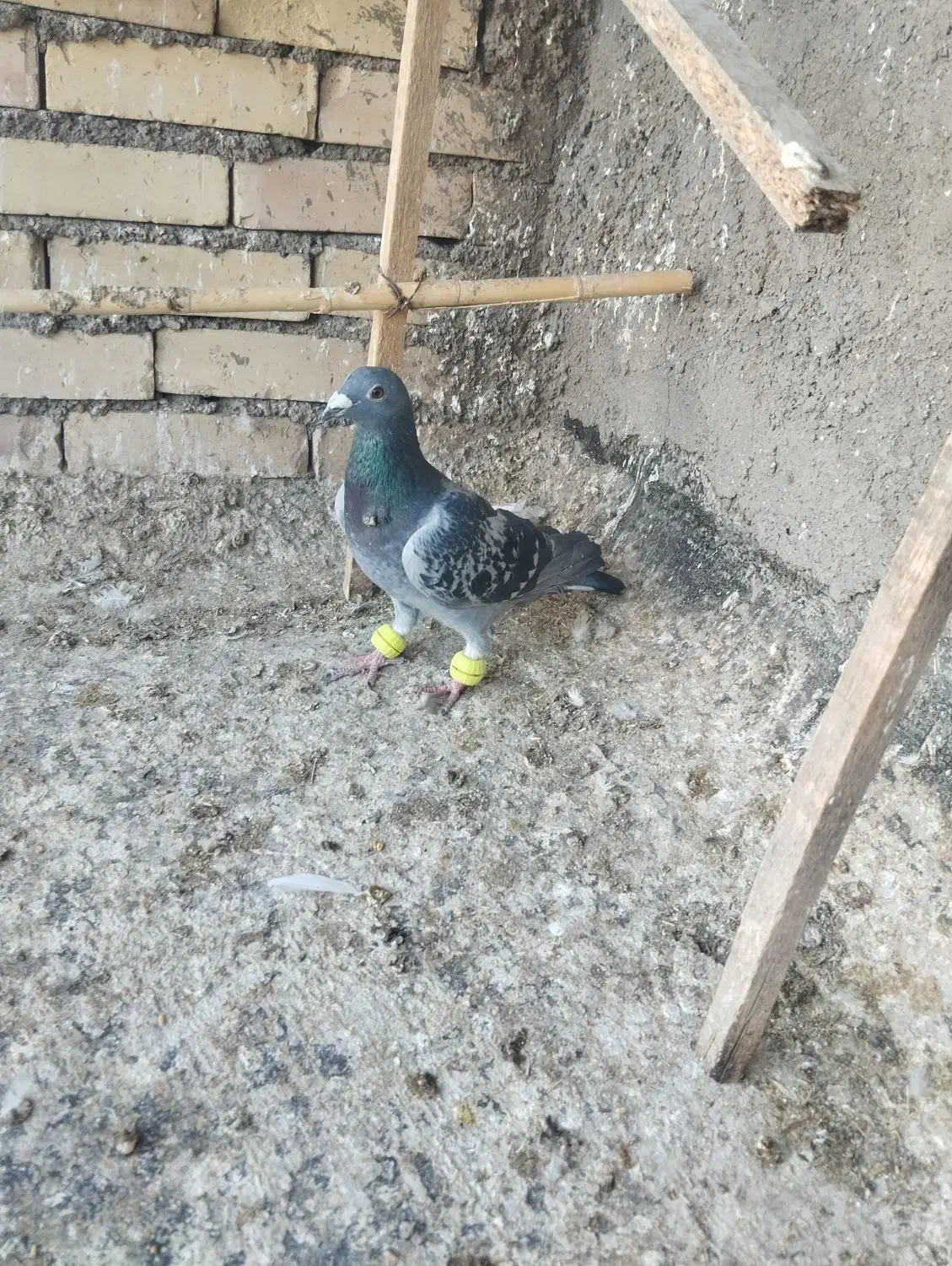 کفتر پرشی گرفتنی|پرنده|نیشابور, ده حلاج|دیوار