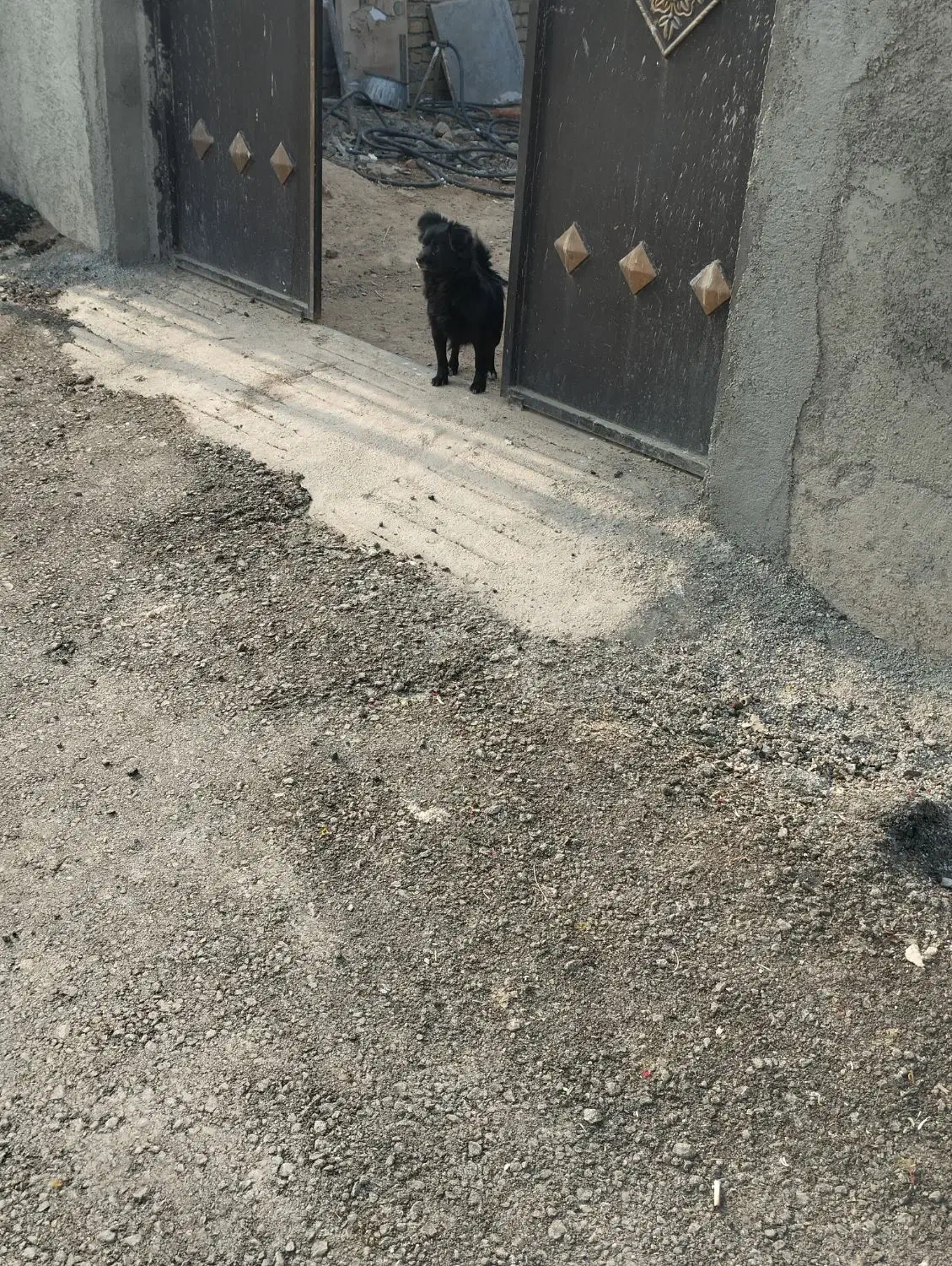 سگ پاکوتاه ۸ماهه|سگ|صحنه, |دیوار