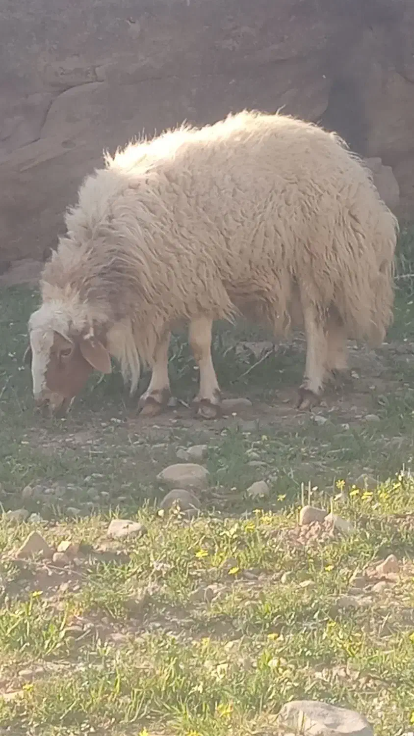 میش|حیوانات مزرعه|زرین آباد, |دیوار