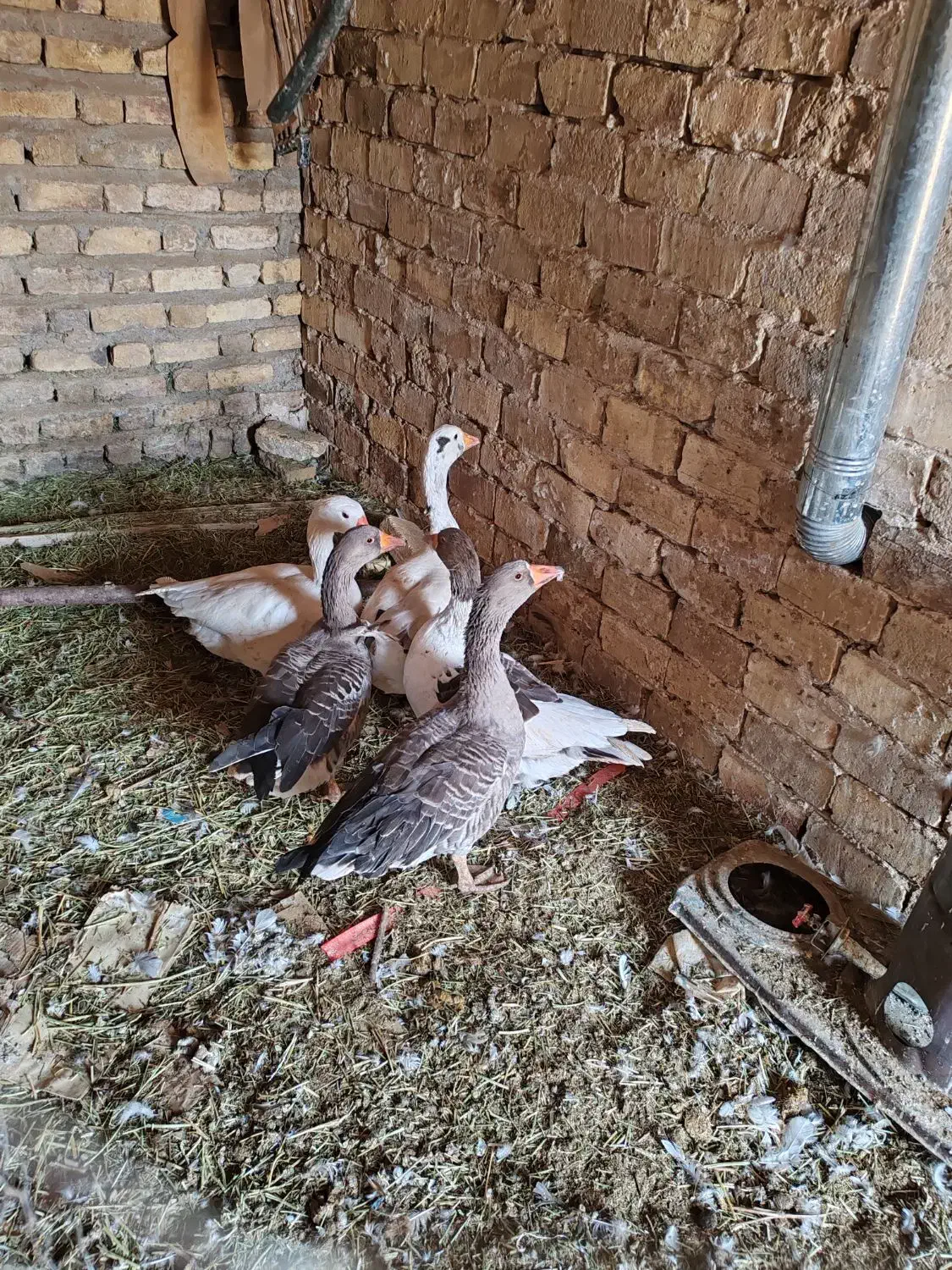 غاز جوان 5عدد|حیوانات مزرعه|قزوین, |دیوار