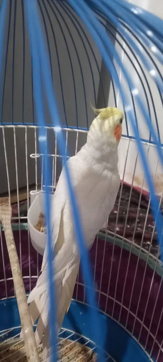 عروس هلندی نر|پرنده|مشکیندشت, |دیوار