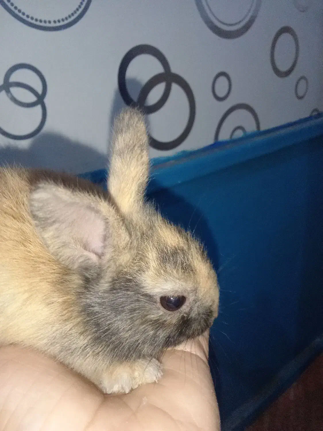 سلام ۵ عدد خرگوش باهوش صحیح و سالم به فروش می‌رسد|موش و خرگوش|آبادان, |دیوار