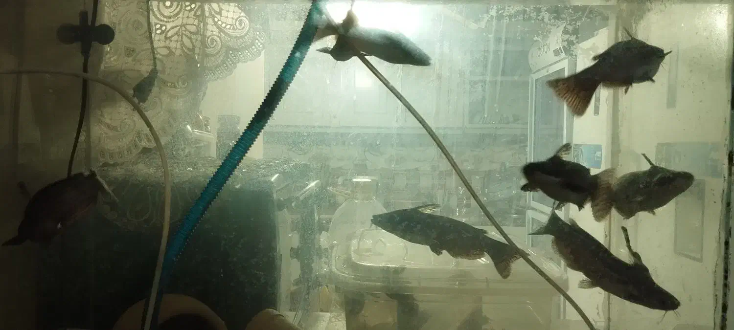 ماهی کت چوبی پنکوسی|ماهی|مشهد, قائم|دیوار