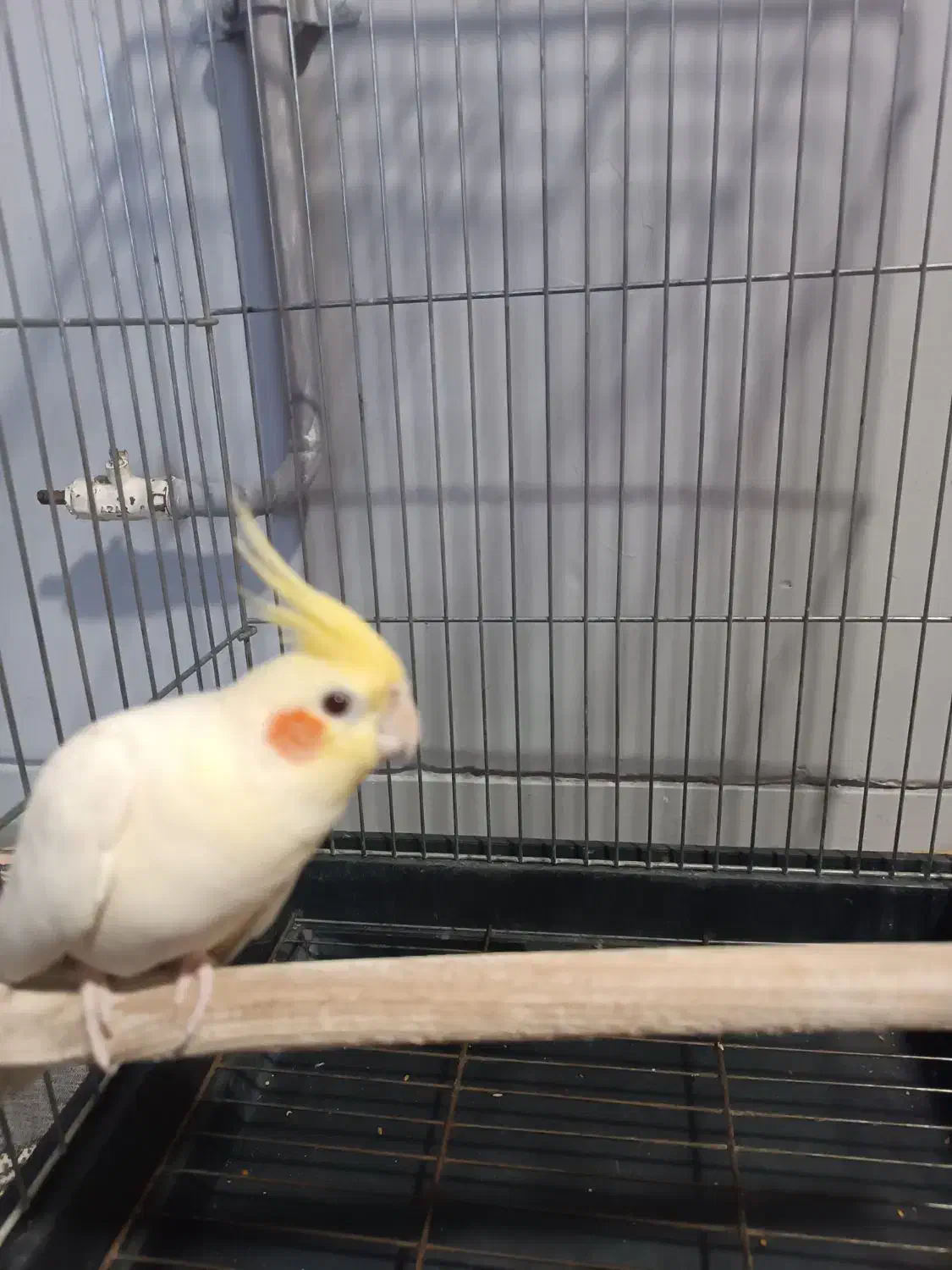 عروس هلندی نر|پرنده|قرق, |دیوار