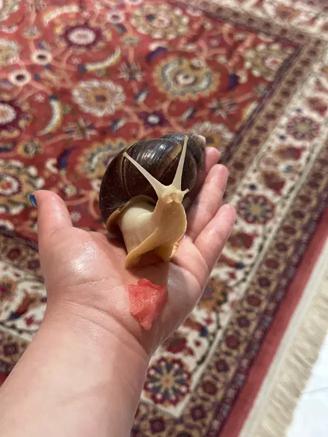 حلزون اچاتینا بالغ/جوان -کمبو، نگهداری آسان|خزنده|تهران, نیروی هوایی (پیروزی)|دیوار