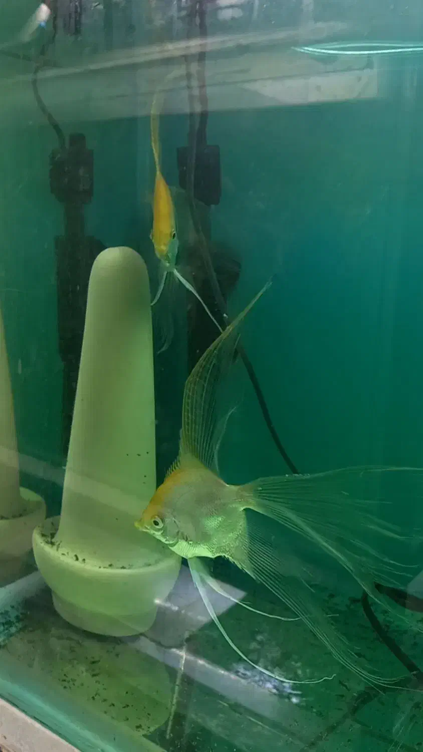 آنجل صدفی مولد|ماهی|تبریز, |دیوار