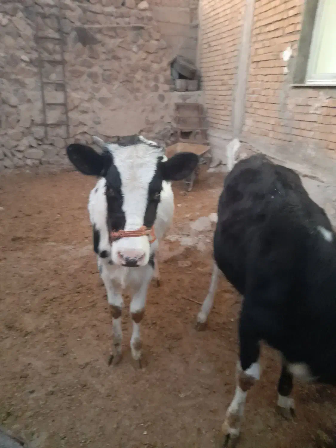 سلام|حیوانات مزرعه|دلبران, |دیوار