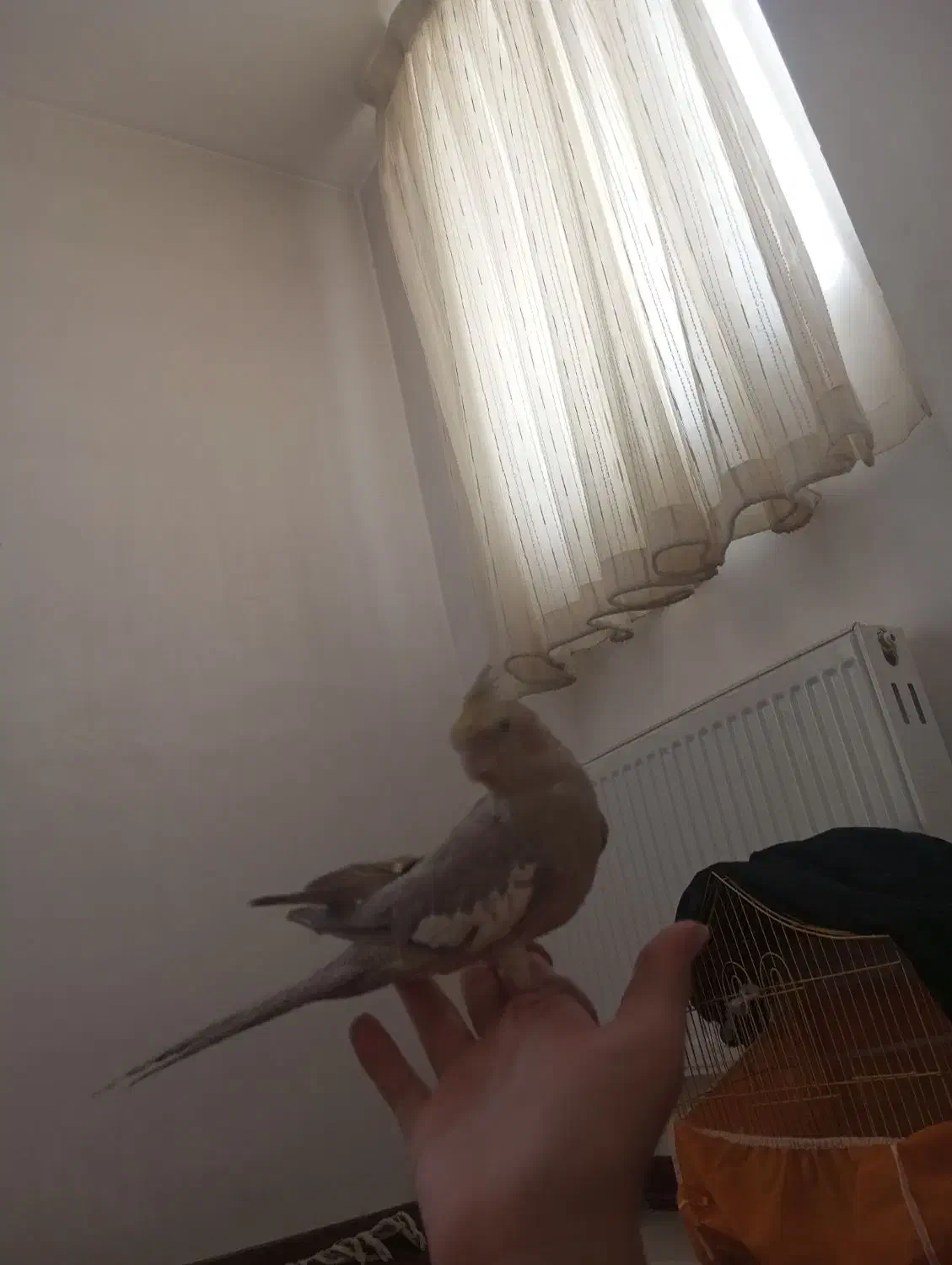 پرنده عروس هلندی|پرنده|فولادشهر, مسکن مهر فولادشهر|دیوار