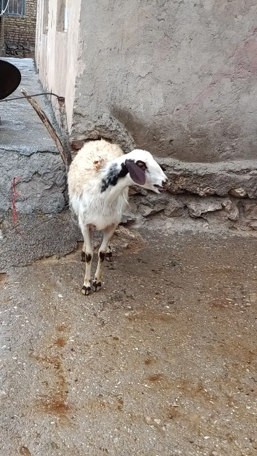 میش|حیوانات مزرعه|بیرانوند, |دیوار