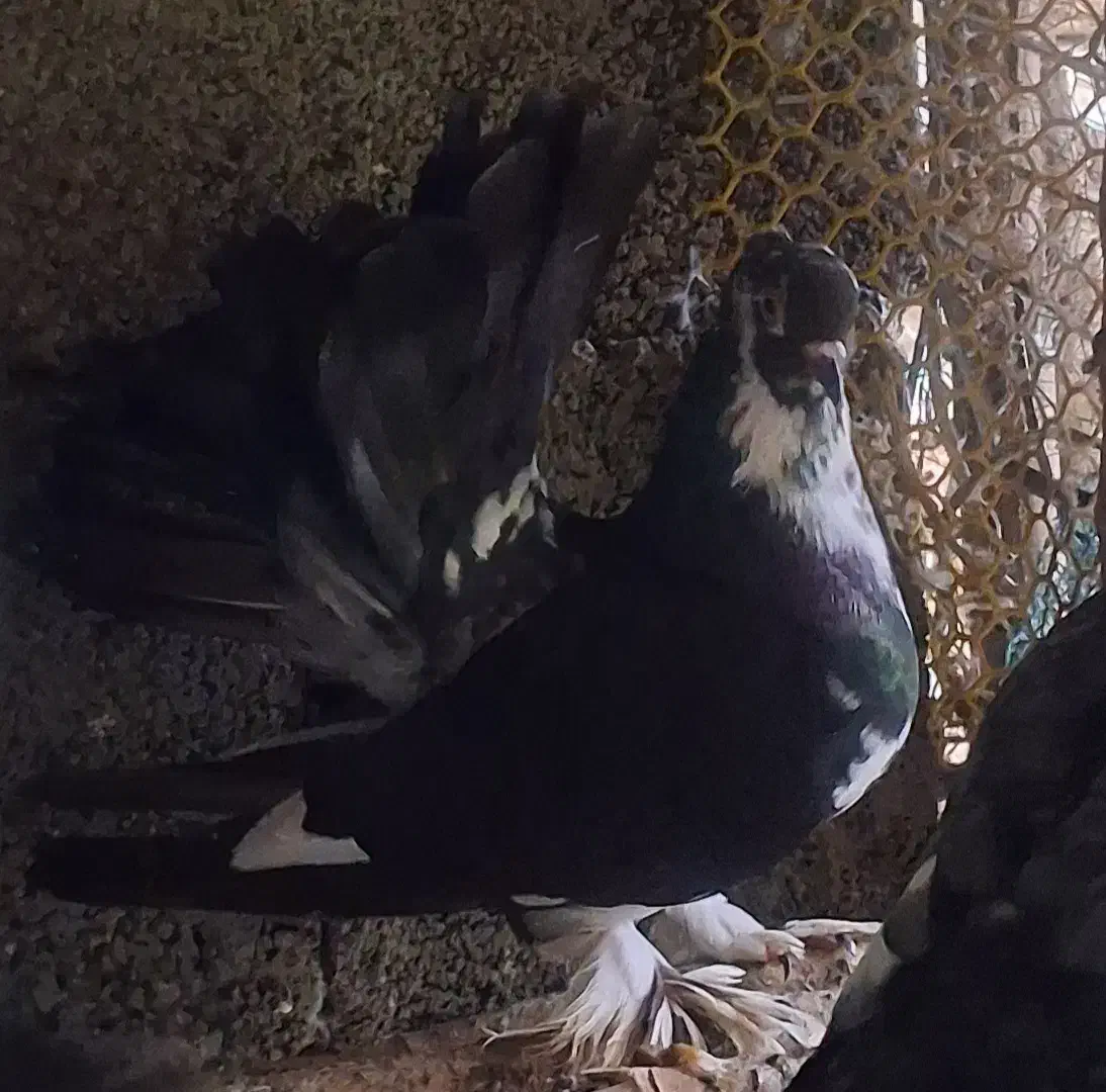 چند کبوتر آس|پرنده|ماسال, |دیوار