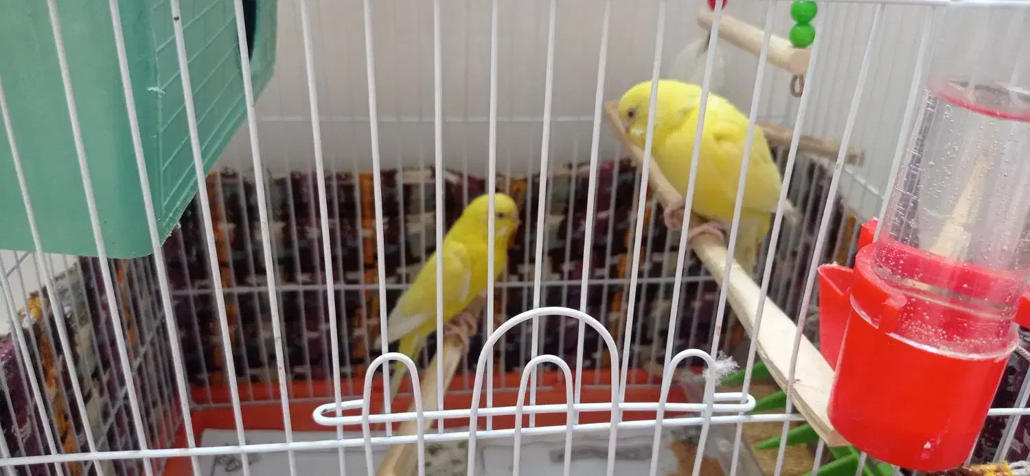 مرغ عشق لوتینو|پرنده|بندر امام خمینی, |دیوار