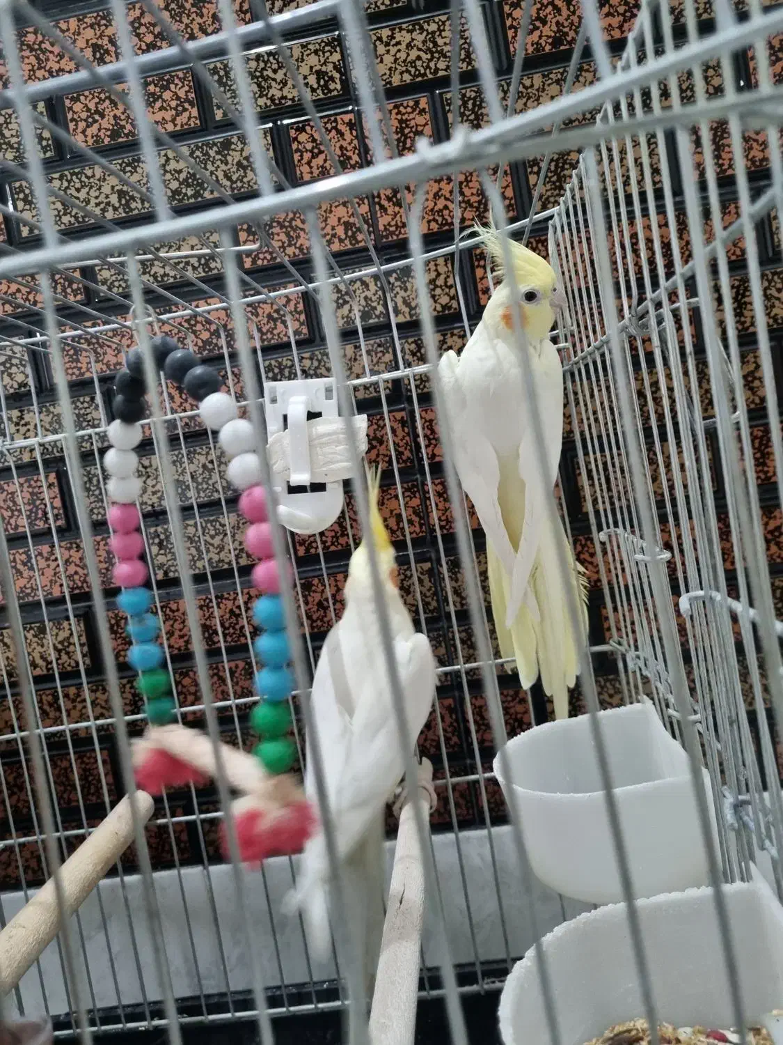 جفت عروس هلندی لوتینو|پرنده|نجف‌آباد, شریعتی غربی|دیوار