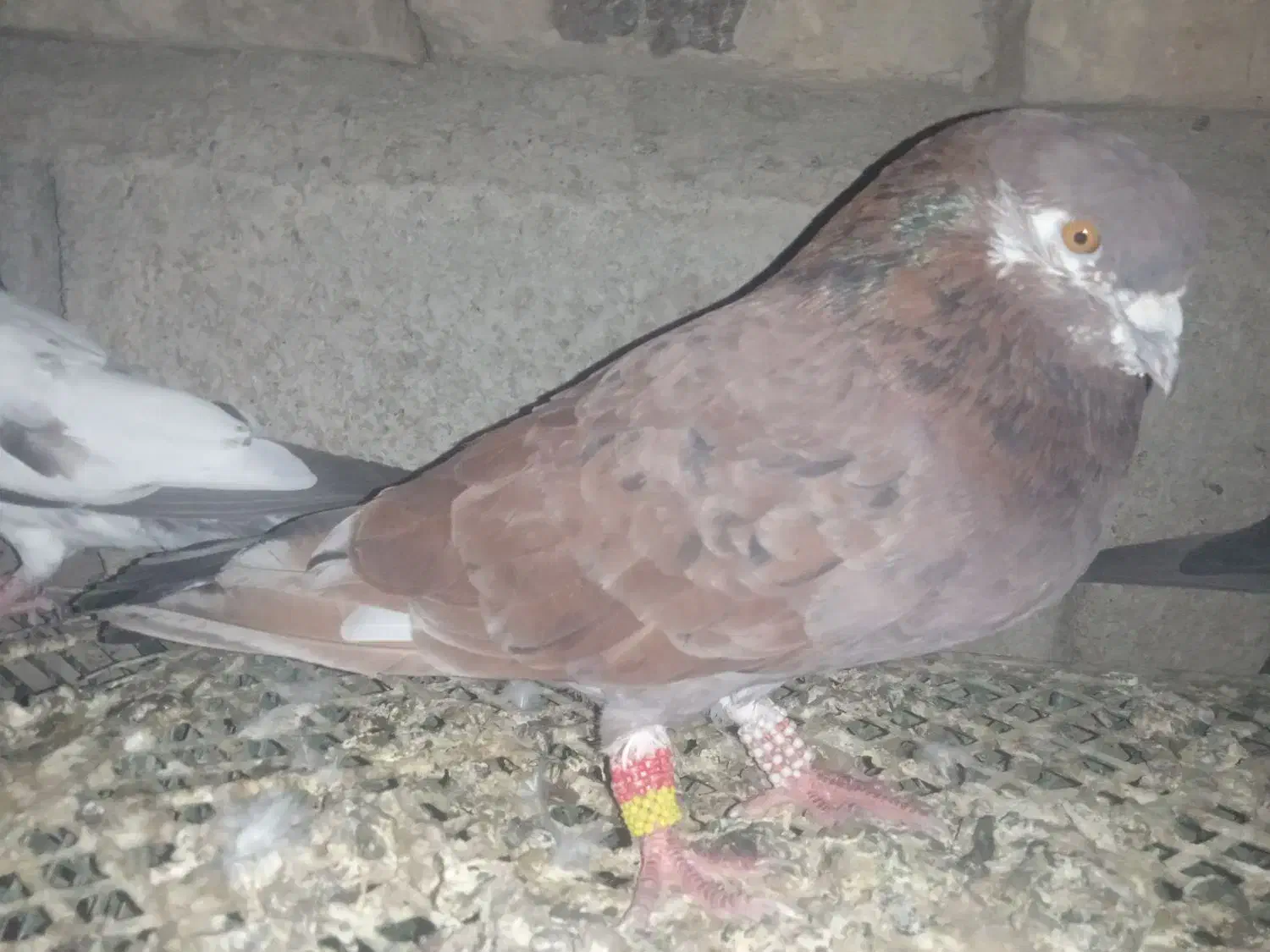 کبوتر|پرنده|کلاتان, |دیوار