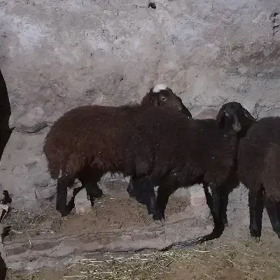 بره ۴ ماهه|حیوانات مزرعه|سراب, |دیوار