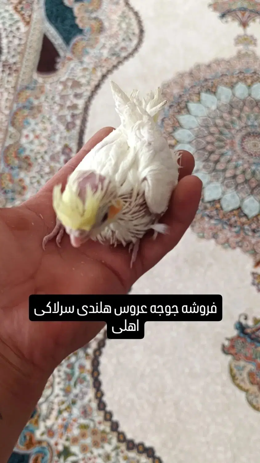رام|پرنده|جلفا, |دیوار