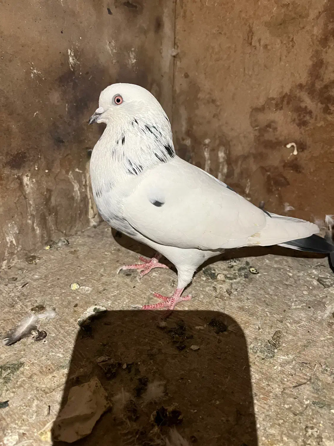 کفتر با جوجه|پرنده|مشکین‌دشت, |دیوار
