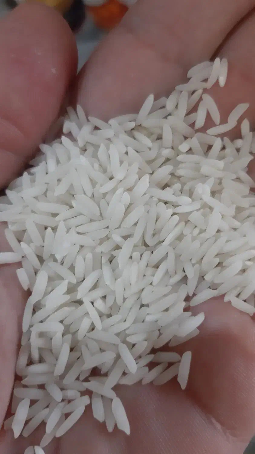 برنج هاشمی شخصی|خوردنی و آشامیدنی|چابکسر, |دیوار