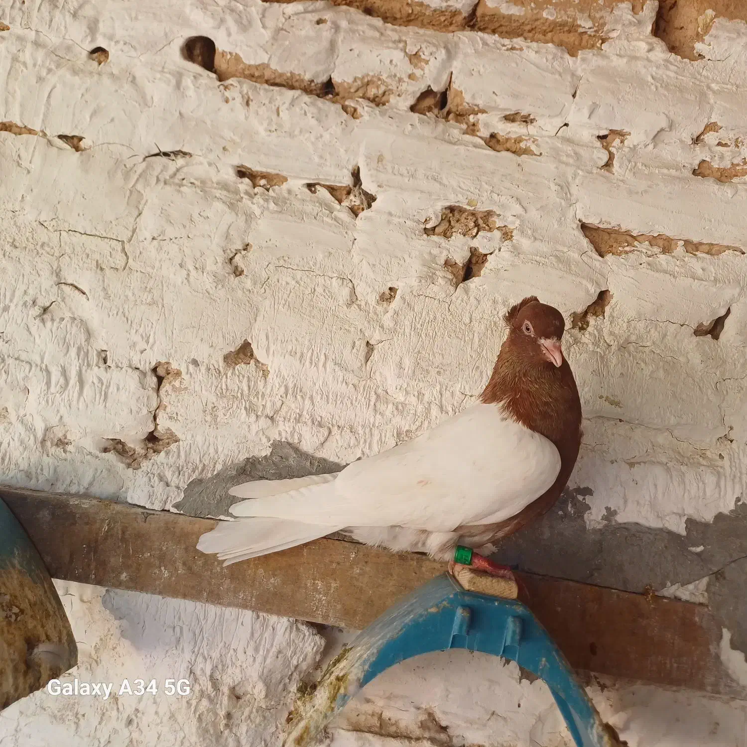 کبوتر کله ای|پرنده|دزفول, |دیوار