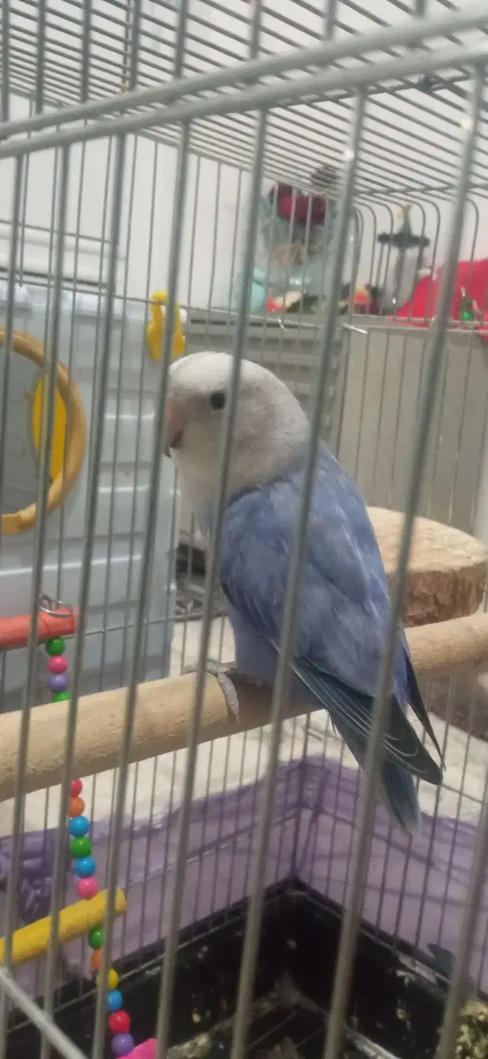 طوطی برزیلی|پرنده|ارومیه, |دیوار