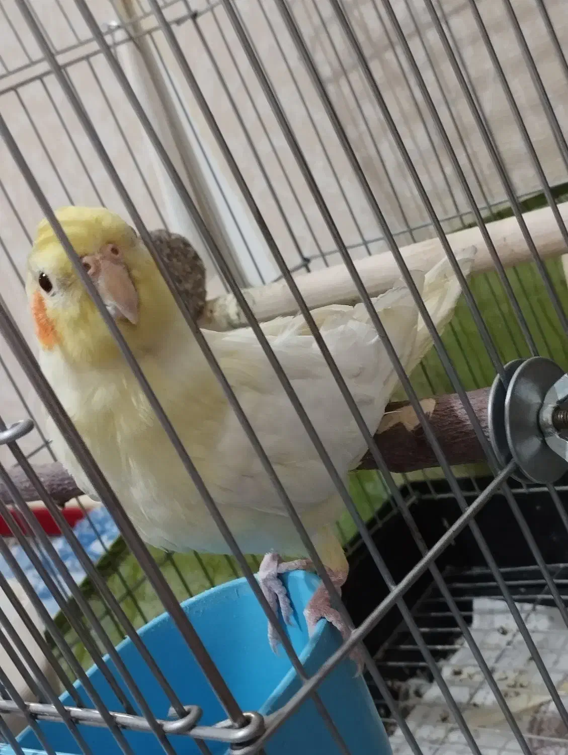 عروس هلندی نر لوتینو|پرنده|بومهن, |دیوار