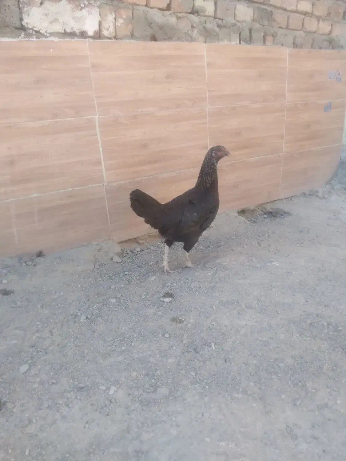 مرغ|حیوانات مزرعه|خاش, |دیوار