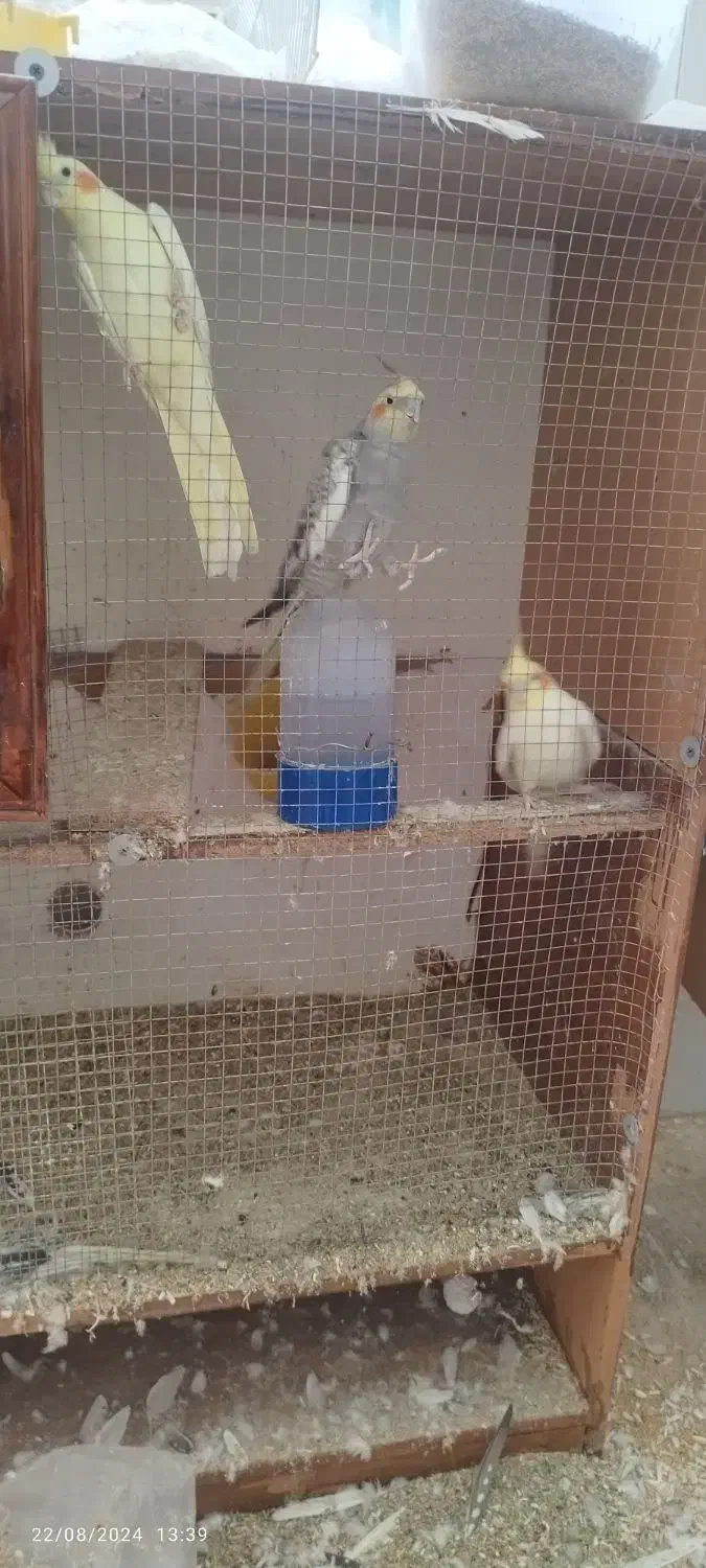 عروس هلندی|پرنده|یزد, |دیوار