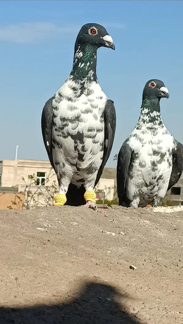 سینه سفید|پرنده|مشهد, ایثار|دیوار
