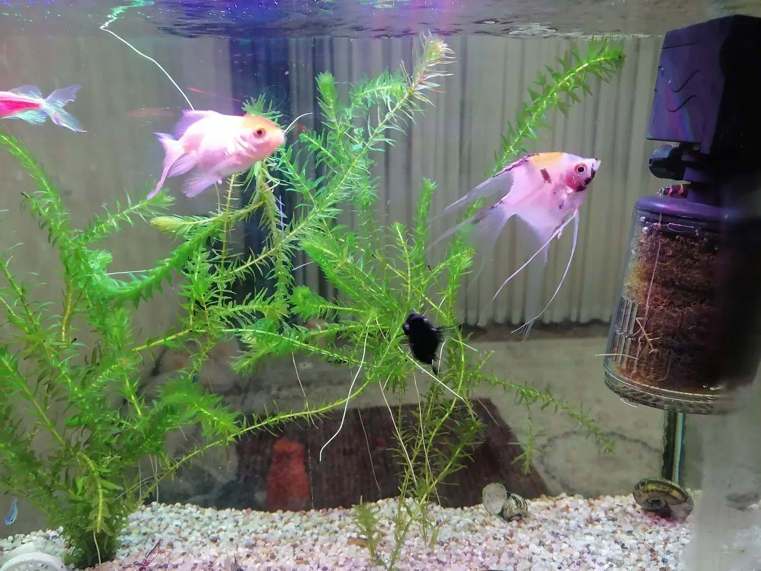 اکواریوم باماهی وهیتر وماسه عربی وشریمپ|ماهی|قم, پردیسان|دیوار