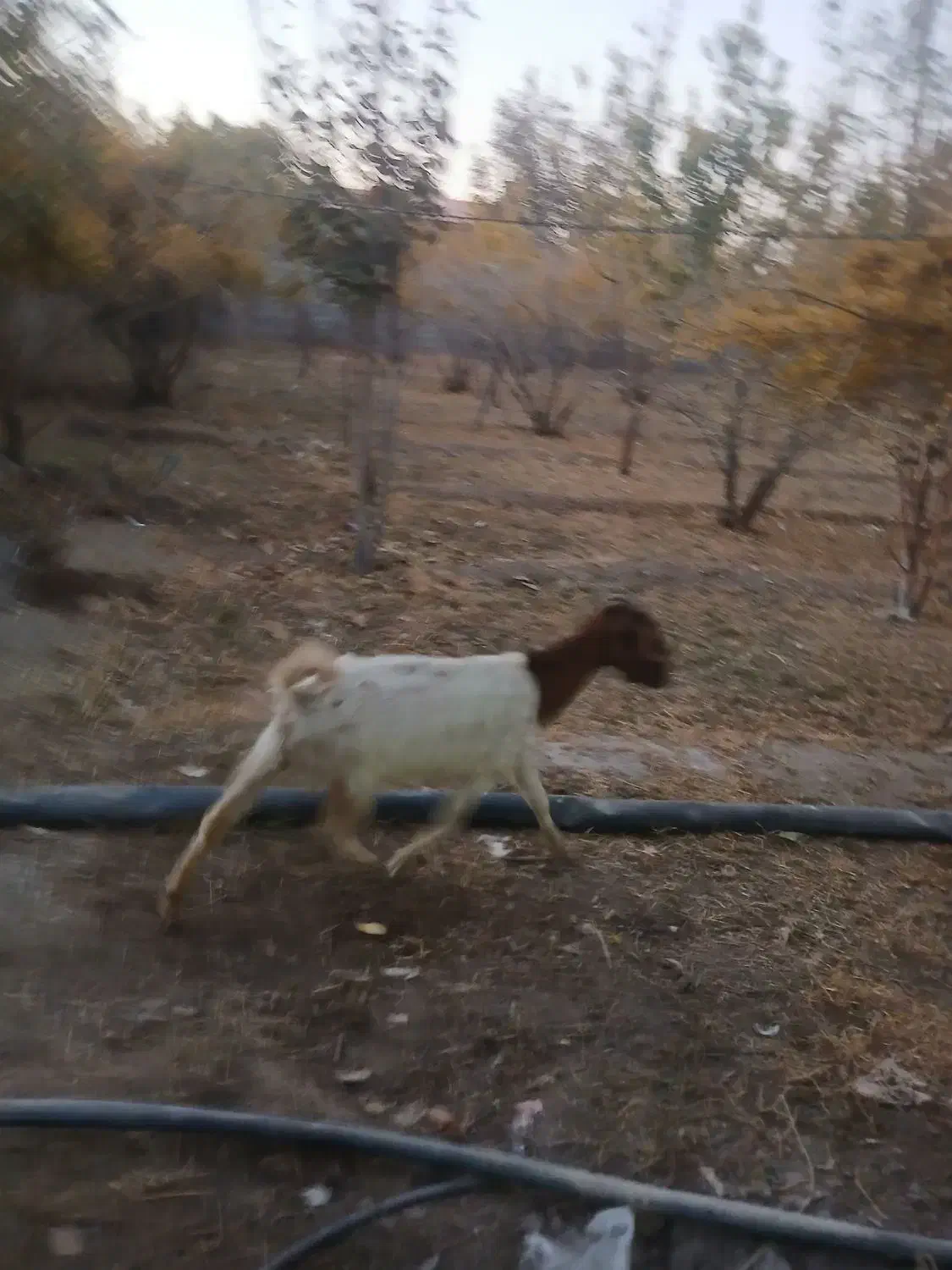 بز دورگ|حیوانات مزرعه|کهک, |دیوار