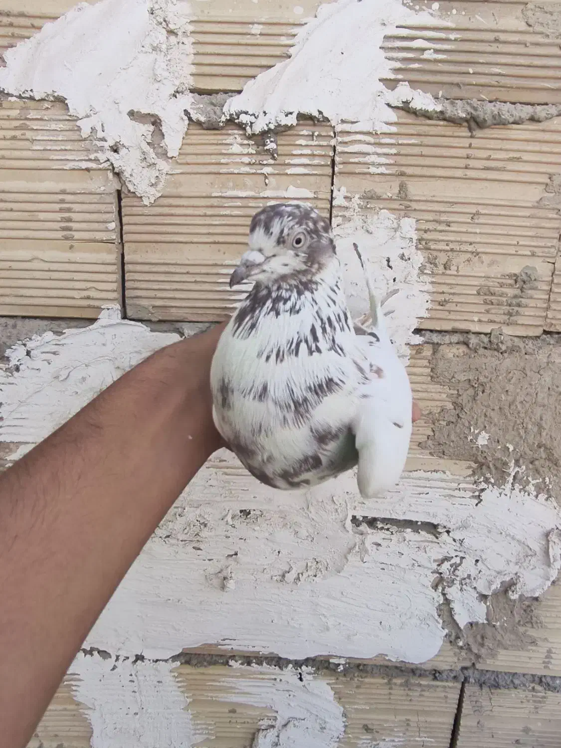 کبوتر کفتر|پرنده|باغستان, |دیوار